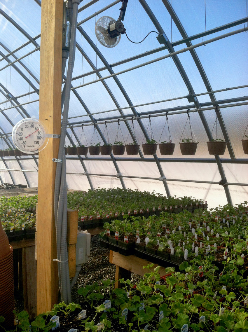 Greenhouse shell in the background with young green plants in the foreground and hanging baskets in between