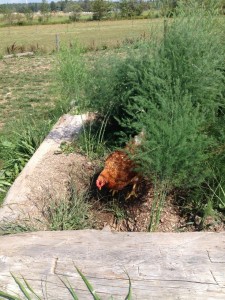 Chicken in Asparagus Bed      