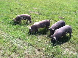 Pigs in Pasture     