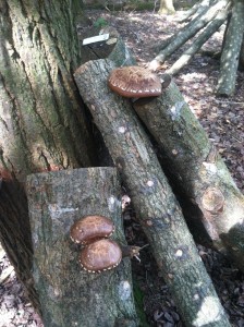 Shiitake Mushrooms      